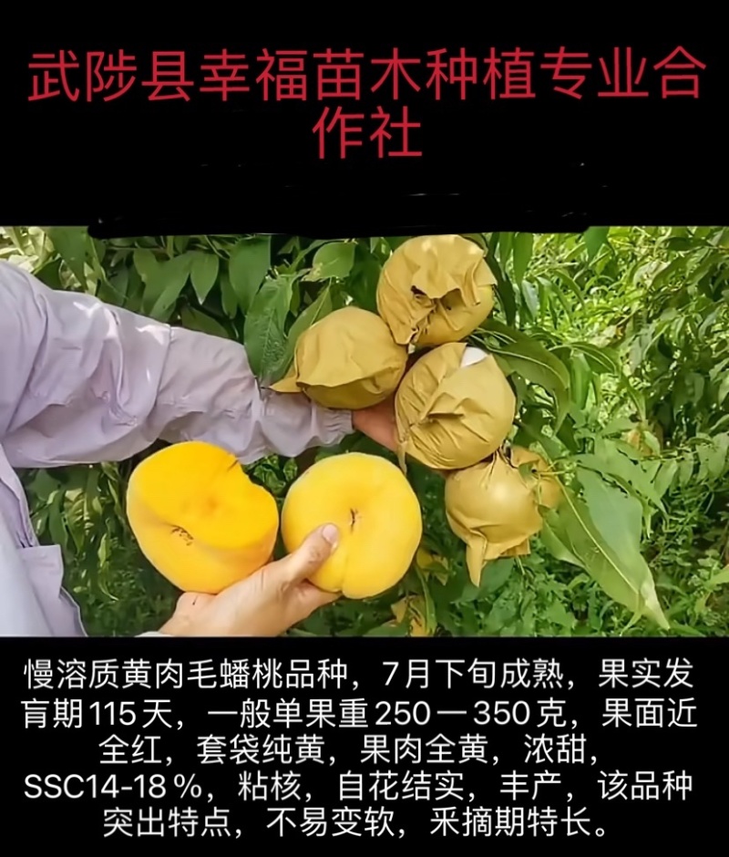 优质桃树苗