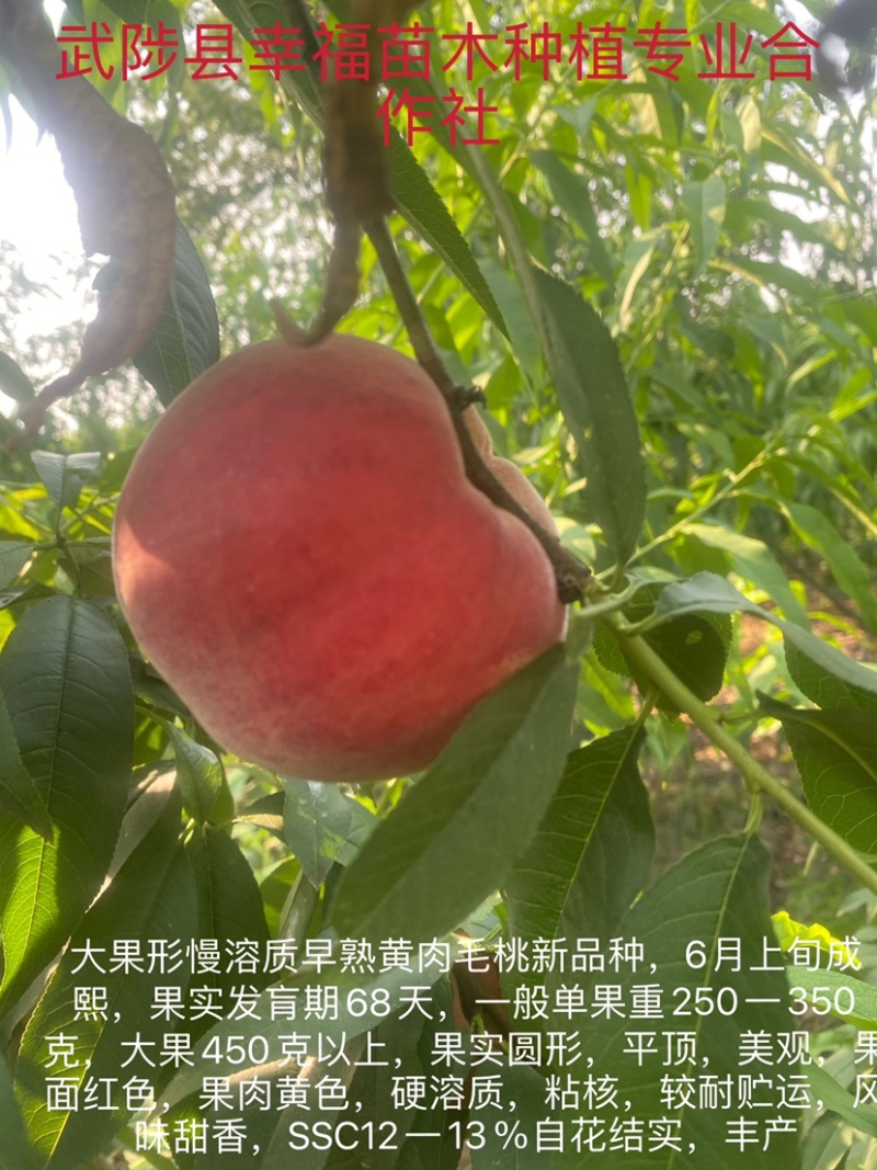 优质桃树苗