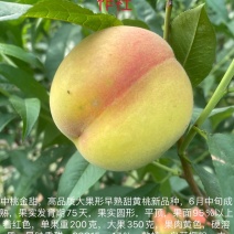 优质桃树苗