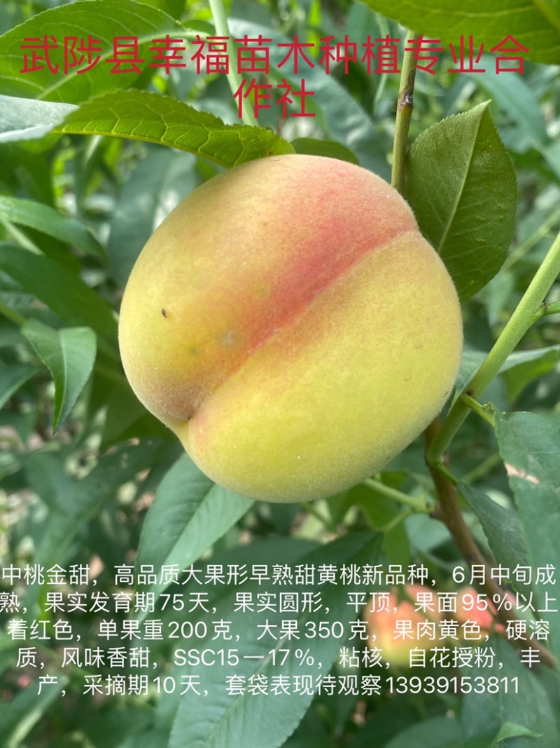 优质桃树苗