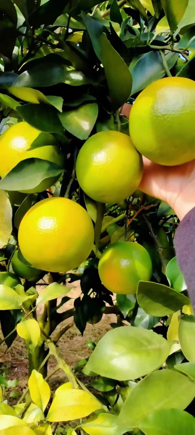 红江澄