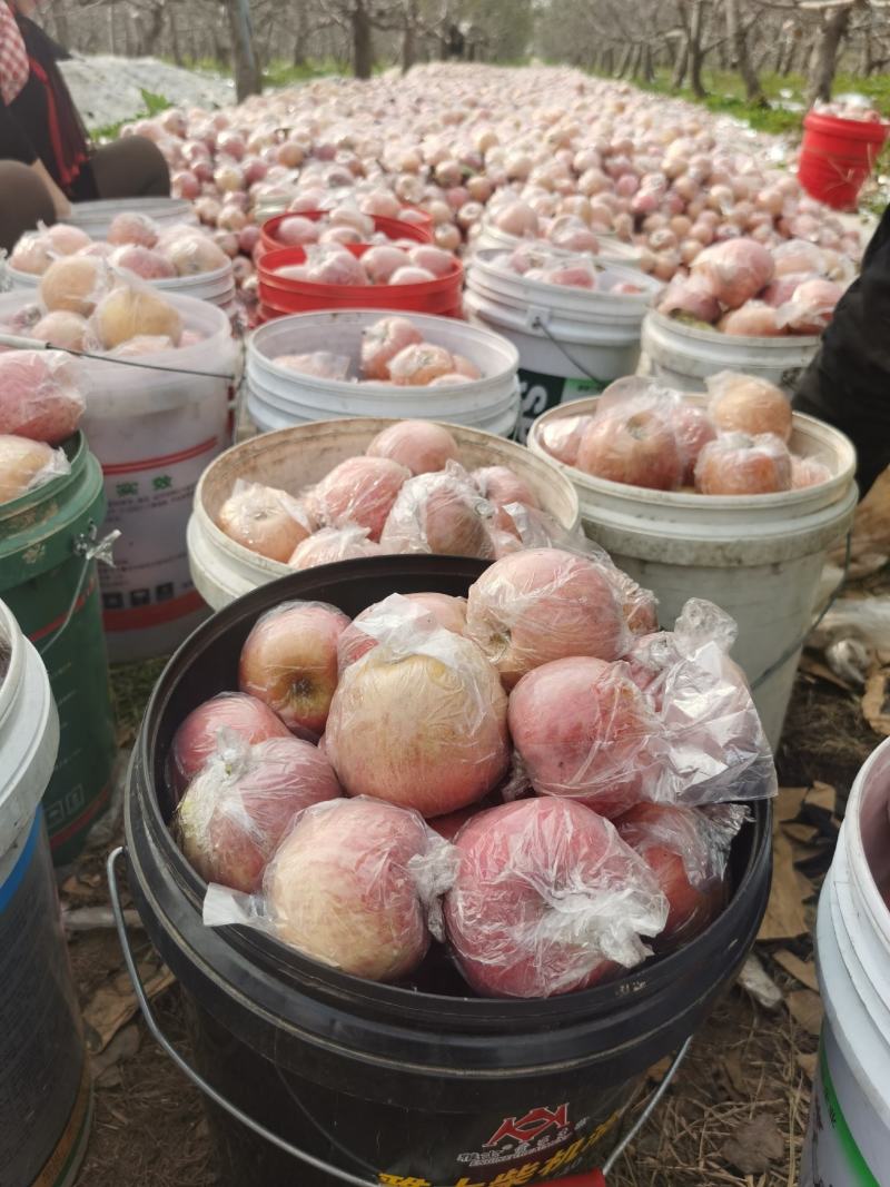山西运城红富士苹果，条红，片红，脆甜多汁产地直供