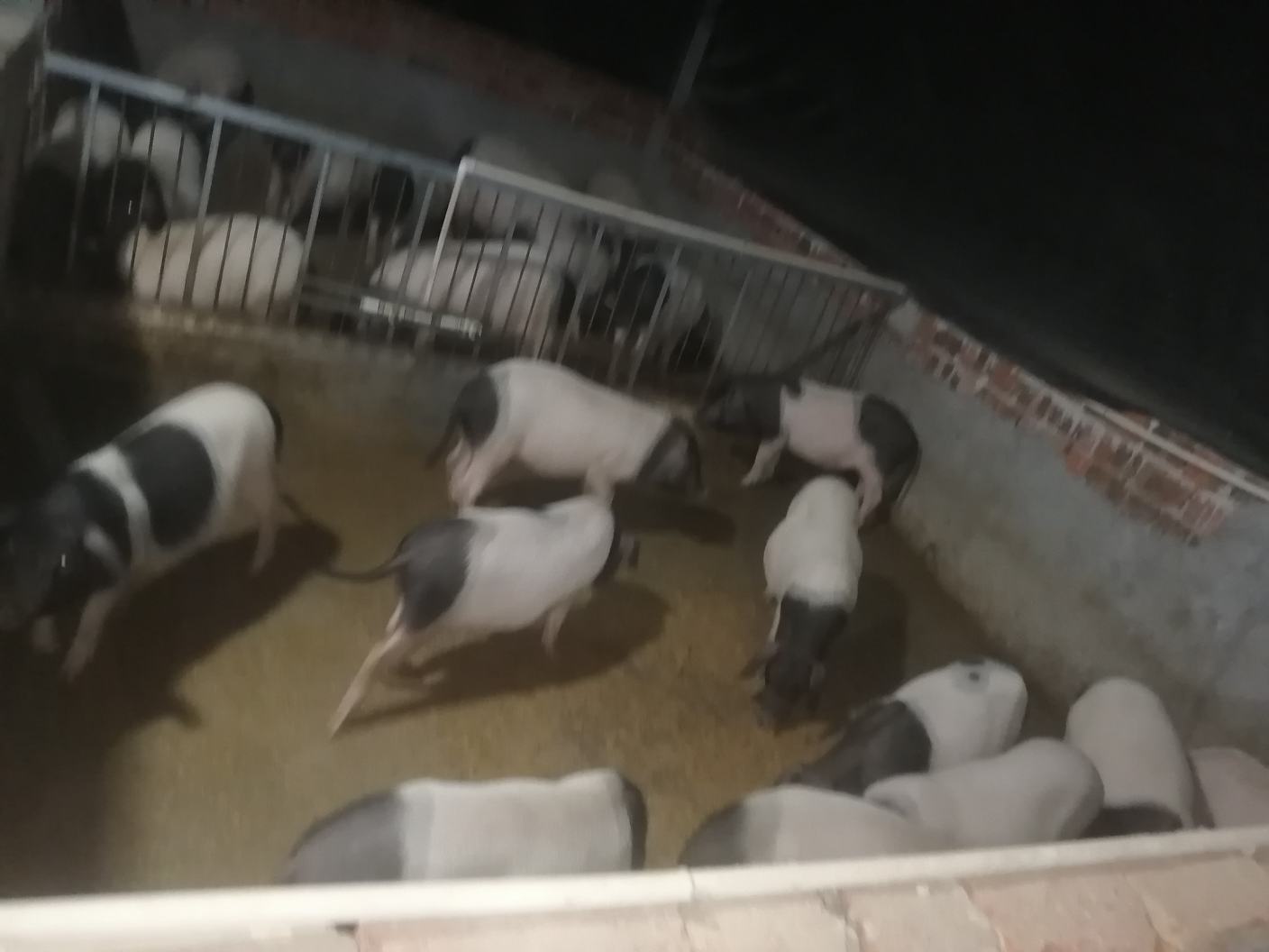 浙江现代化生猪养殖场全景