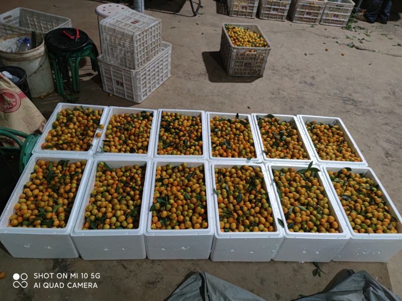 油皮金桔大量上市，有需要联系可以联系我