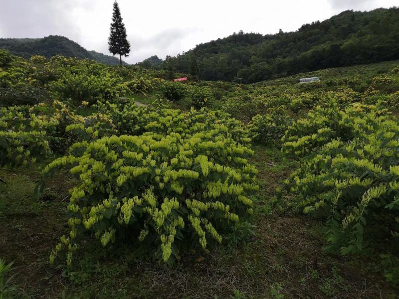 湘蕾5号金银花苗基地直发质量保障现挖现发一手货源【顺丰包邮】