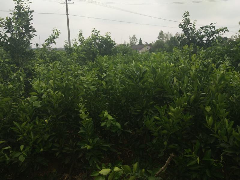 自家果园嫁接移植枸橘砧木纽荷尔脐橙3年树苗，品种纯正