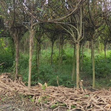 紫薇六角亭，基地紫薇六角亭大量批发，各种紫薇造型大量批发