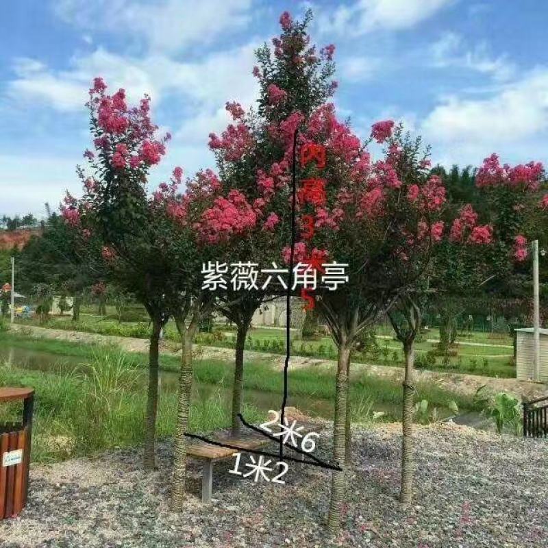 紫薇六角亭，基地紫薇六角亭大量批发，各种紫薇造型大量批发