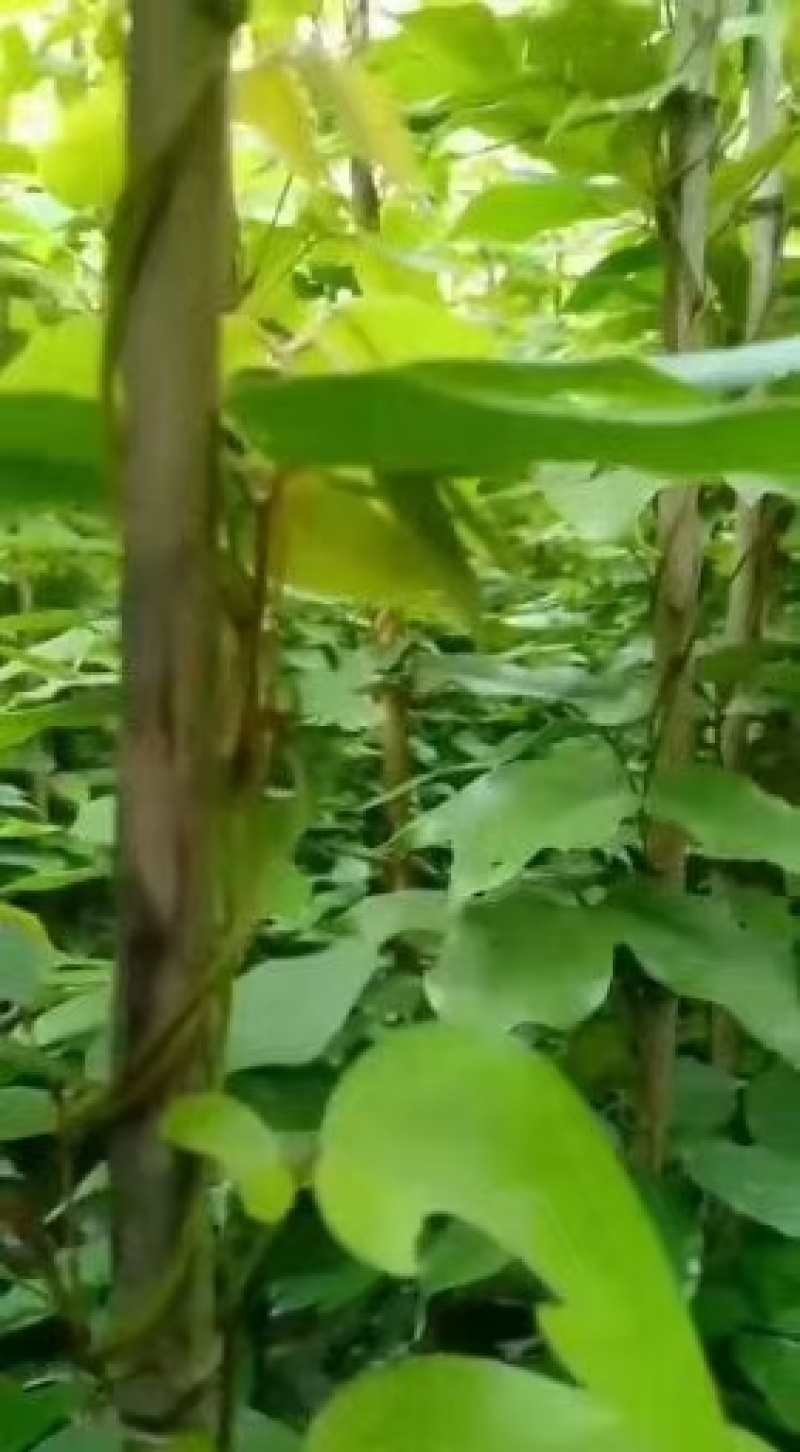 油麻藤低价批发产地直销品质有保证规格齐全
