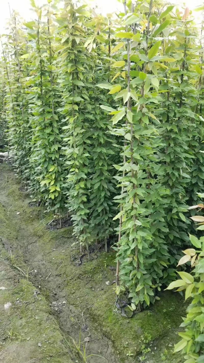 油麻藤低价批发产地直销品质有保证规格齐全