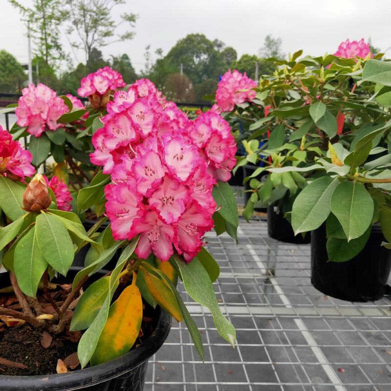 高山杜鹃，家庭花卉杜鹃，进口高山杜鹃，新品高山杜鹃