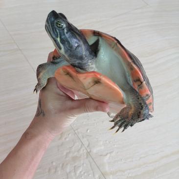 变异龟吃菜龟素食青菜龟