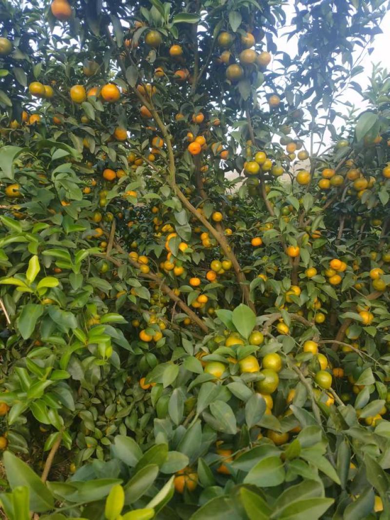 西林砂糖桔