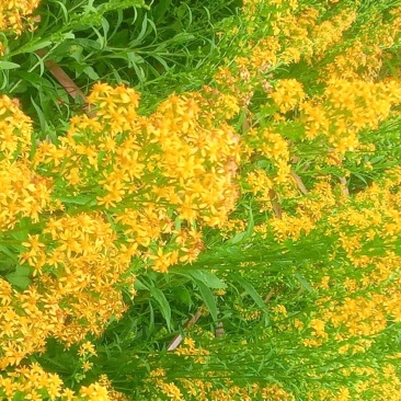 贵州野生一支黄花根，朝天一柱香，中药材，