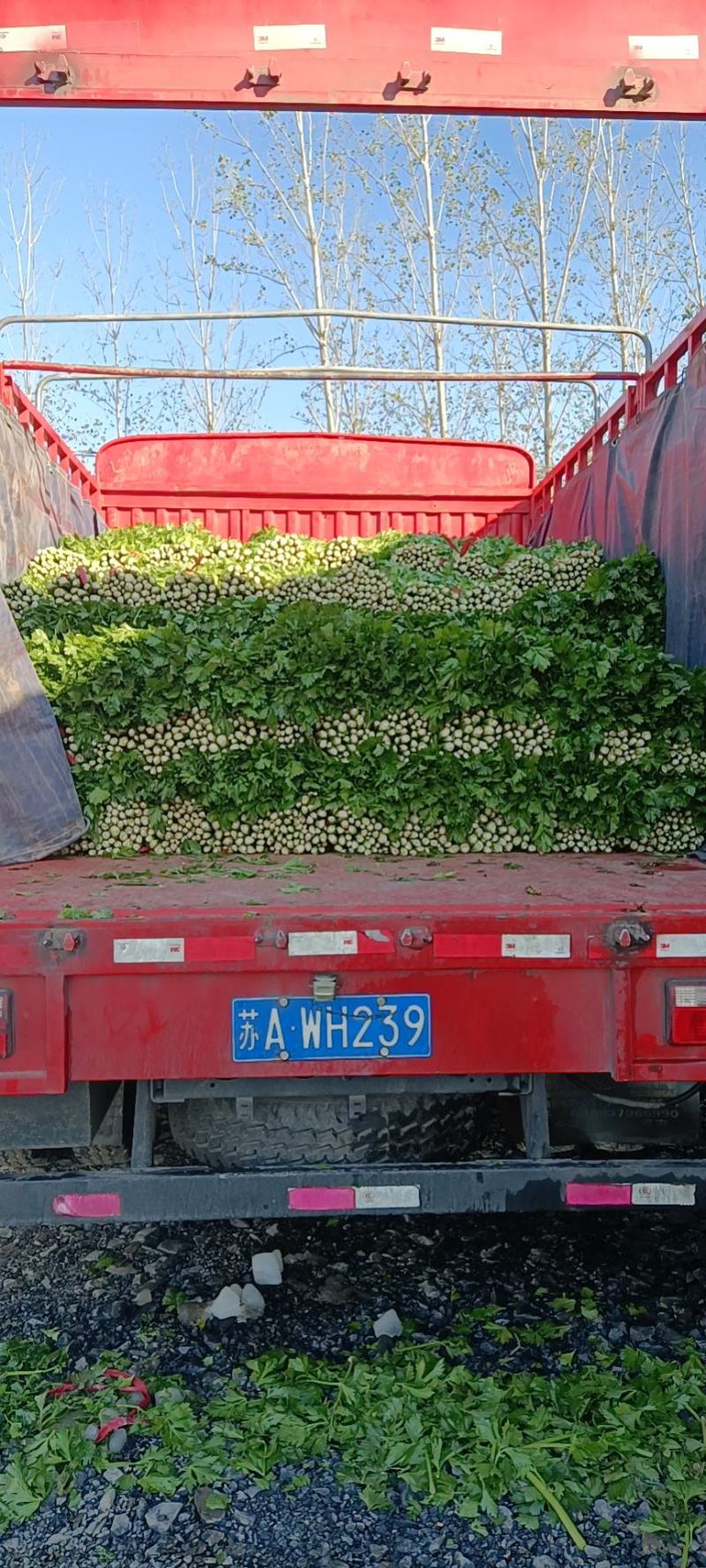 芹菜夏邑芹菜大量上市，西芹质量高，欢迎新老客户订购