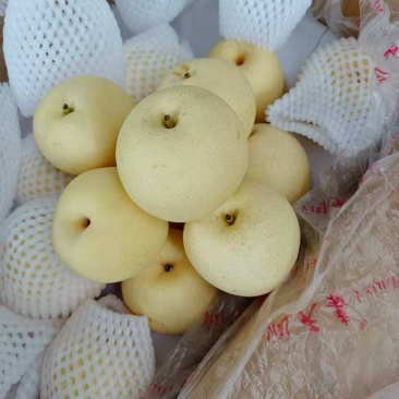 河北梨精品皇冠梨雪花梨水晶鸭梨