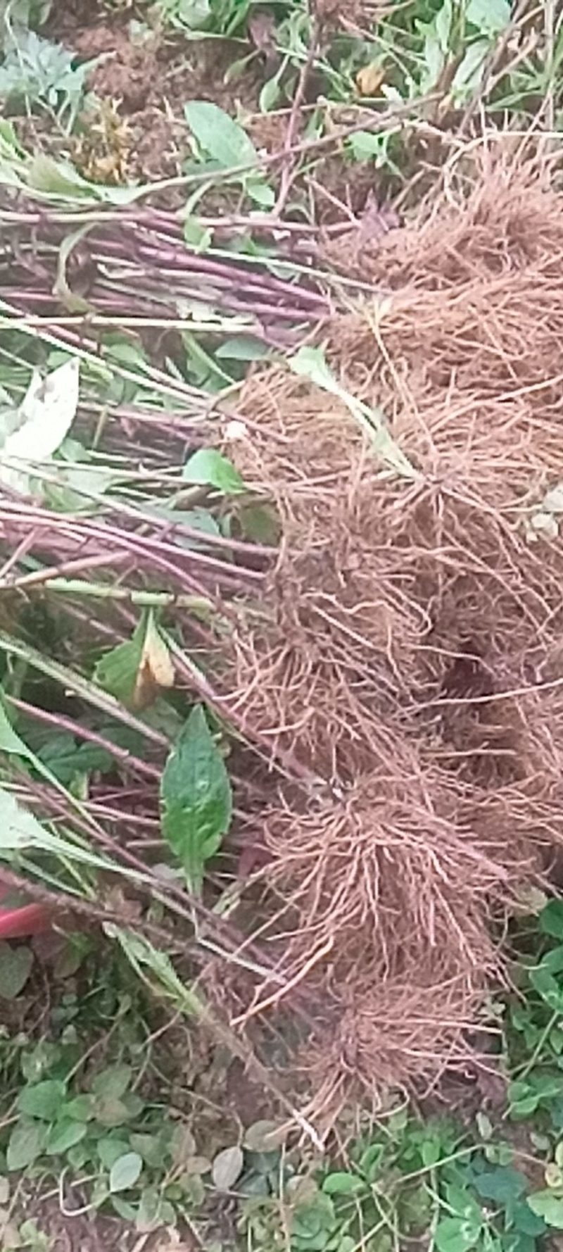 贵州野生一支黄花根，朝天一柱香，中药材，