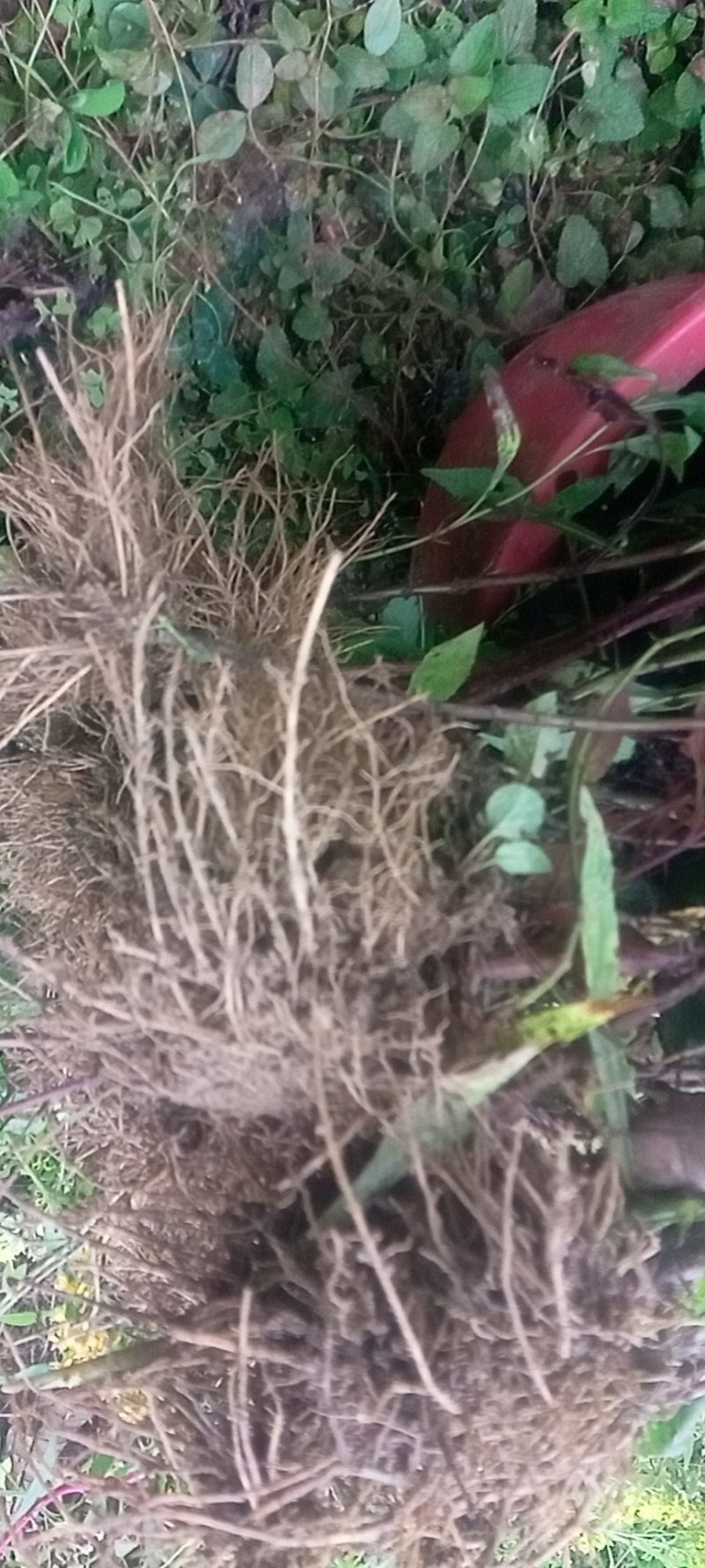 贵州野生一支黄花根，朝天一柱香，中药材，