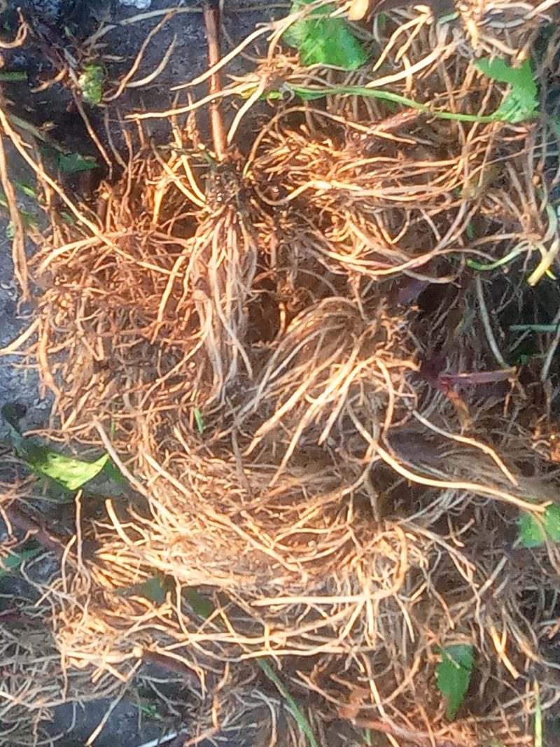 贵州野生一支黄花根，朝天一柱香，中药材，