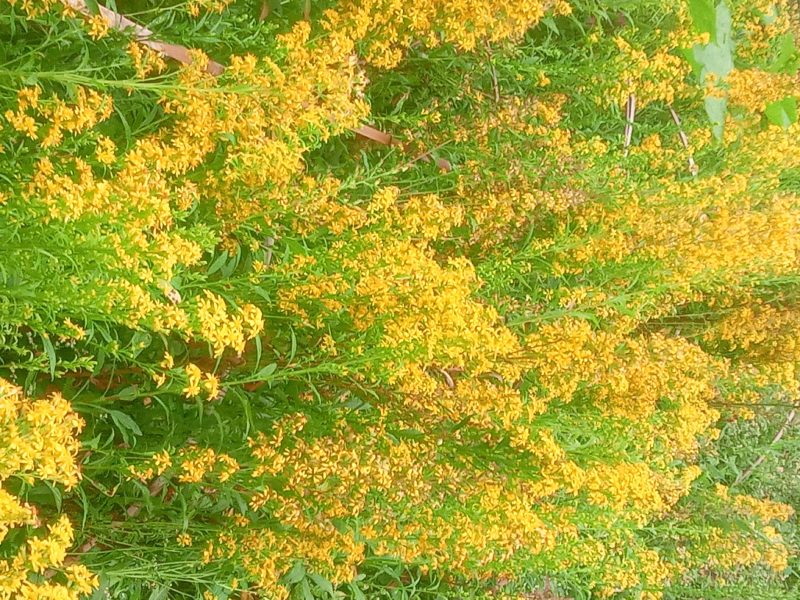 贵州野生一支黄花根，朝天一柱香，中药材，