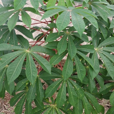 生木薯，新挖的，要煮熟，泡过水才可以吃的！