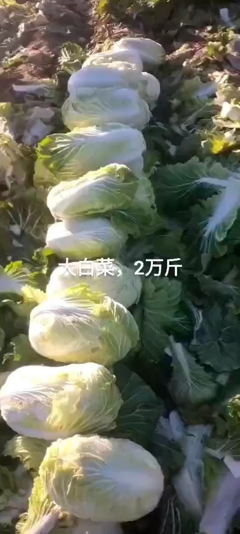 精品大白菜上市中，货源充足，产地直供，专业代收