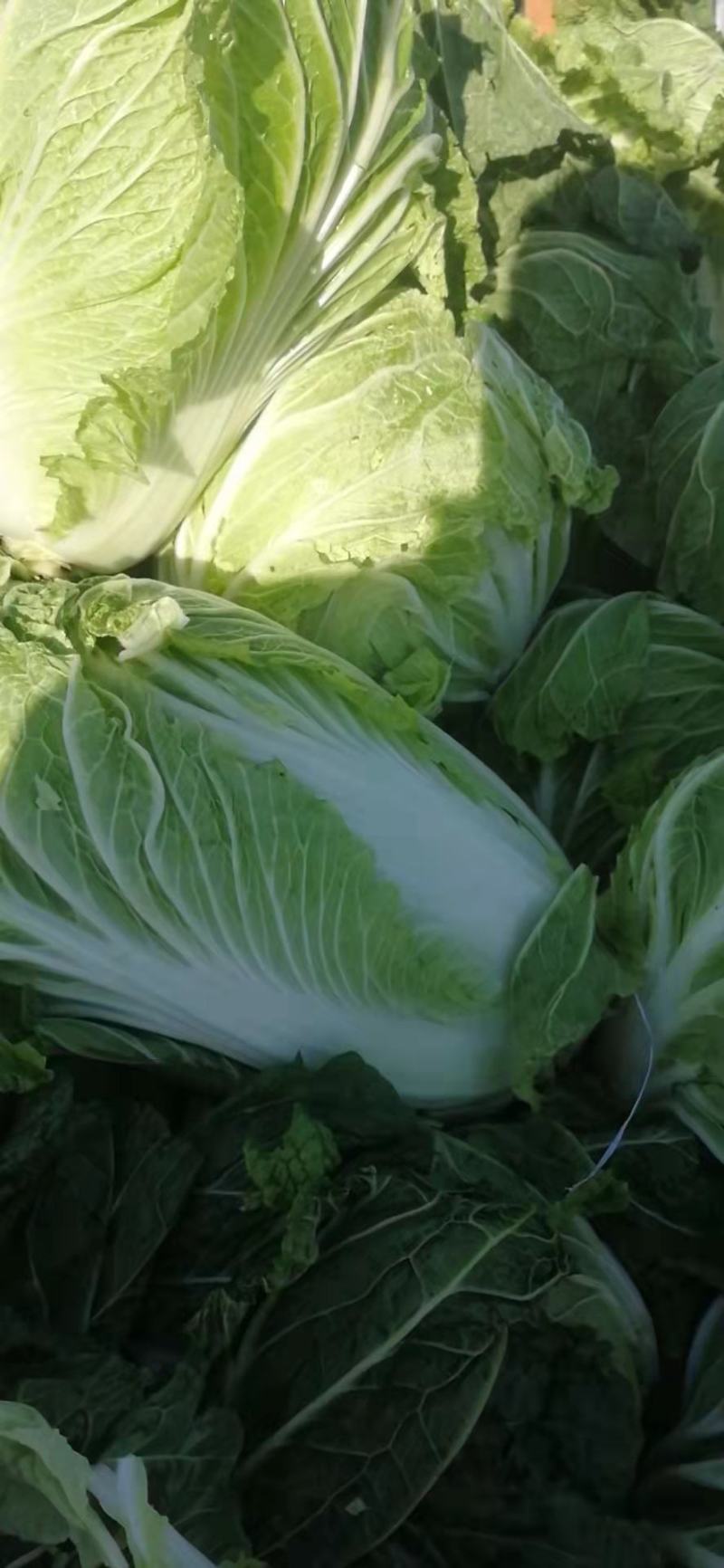 精品大白菜上市中，货源充足，产地直供，专业代收