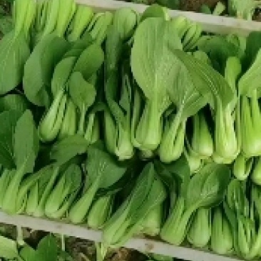 青菜