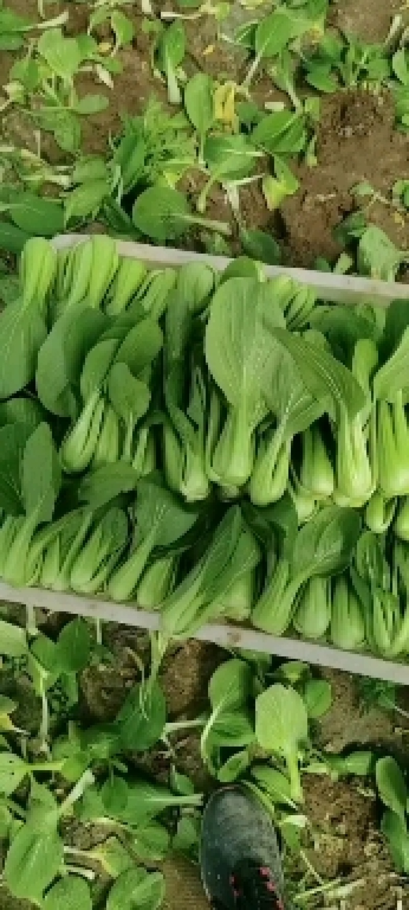 青菜