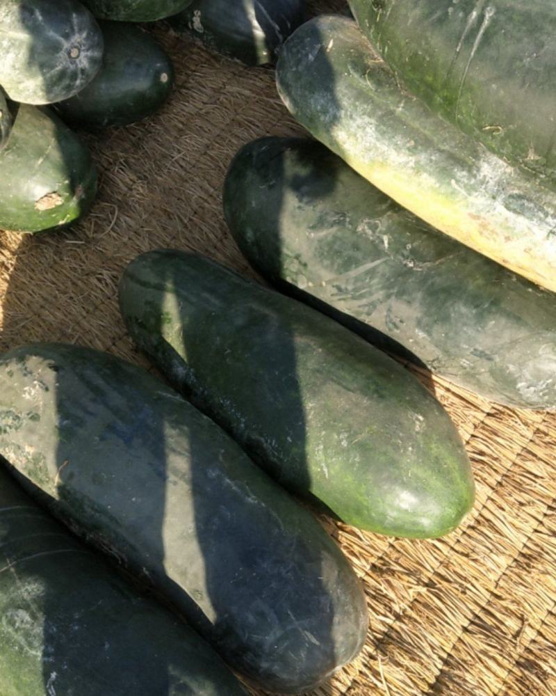隆尧县万亩黑皮冬瓜基地，产地直销，精心为客户分捡每车质量