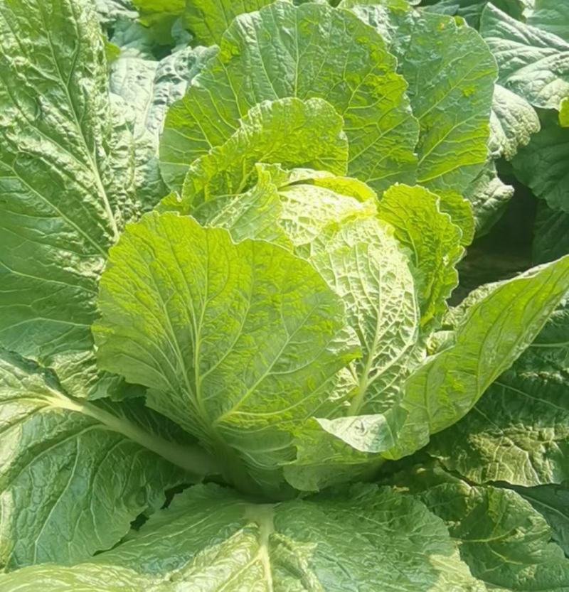 湖北精品大白菜大量上市了产地直发质量保证