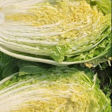 湖北精品大白菜大量上市了产地直发质量保证