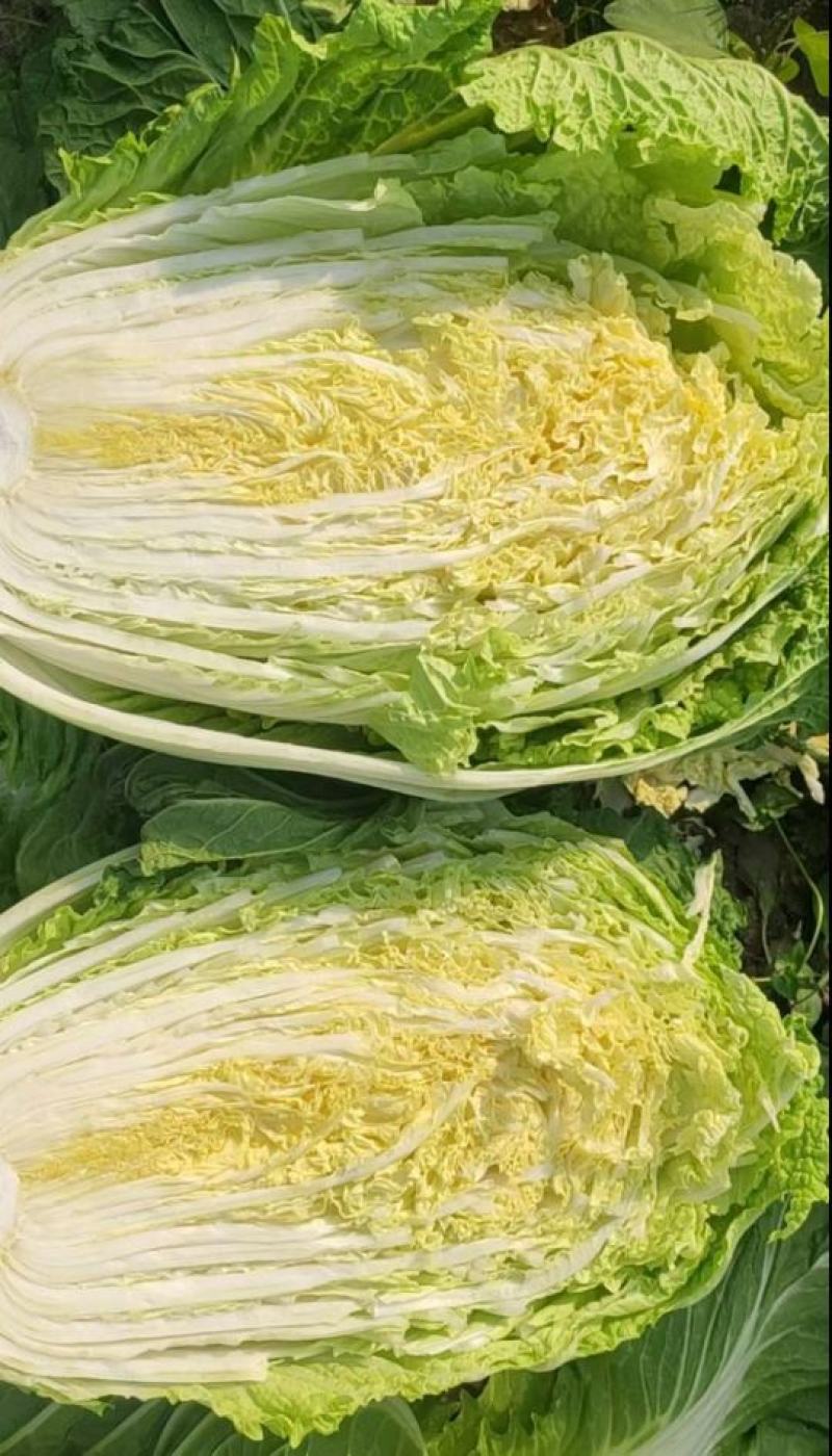 湖北精品大白菜大量上市了产地直发质量保证