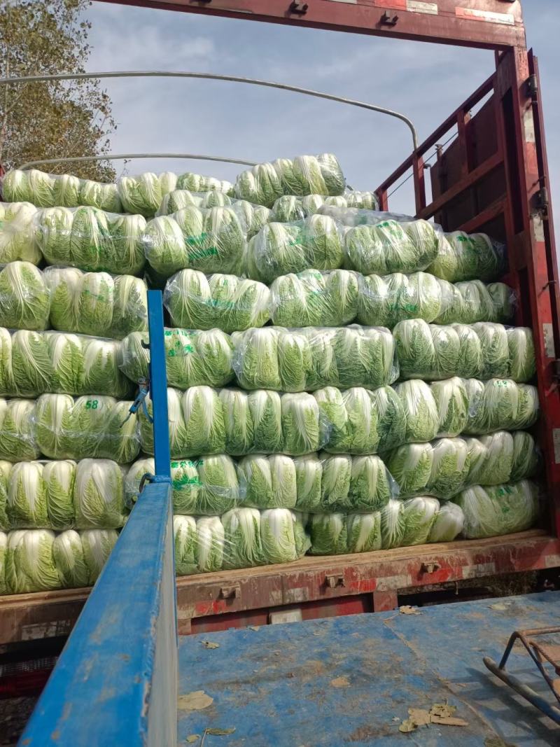 湖北精品大白菜大量上市了产地直发质量保证