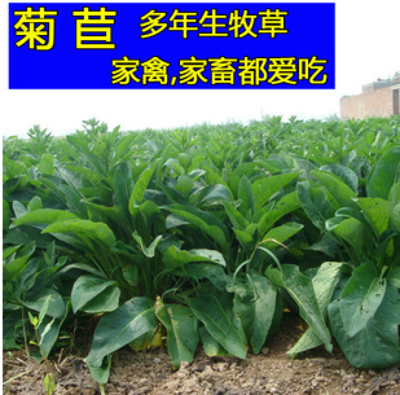 菊苣种子大叶菊苣将军菊苣四季牧草种子鸡鸭鹅鱼兔牛羊猪喂养