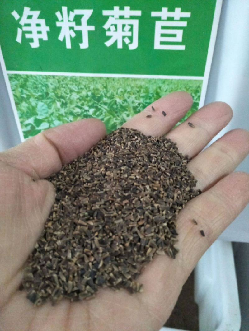 菊苣种子大叶菊苣将军菊苣四季牧草种子鸡鸭鹅鱼兔牛羊猪喂养