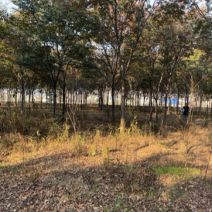 榉树，基地一手货源，质量保证，树形优美，分枝点高低齐全
