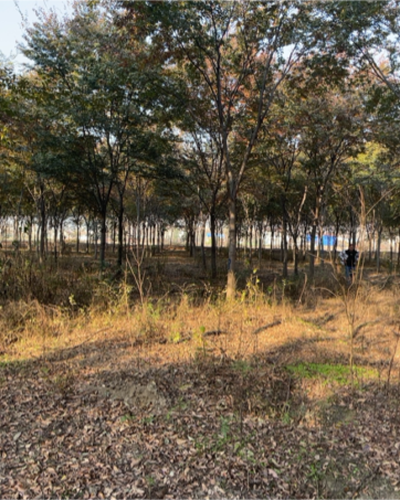 榉树，基地一手货源，质量保证，树形优美，分枝点高低齐全