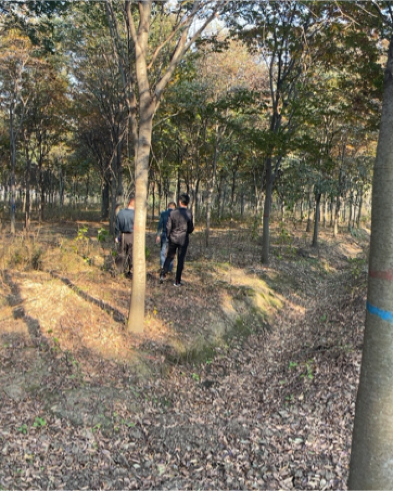 榉树，基地一手货源，质量保证，树形优美，分枝点高低齐全