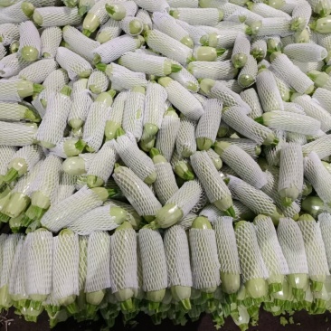 潍坊精品西葫芦大量上市，质量好，价格低。