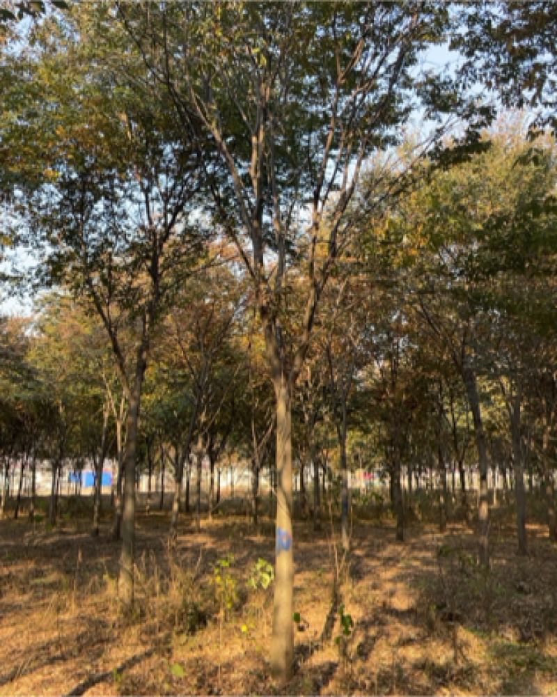 榉树，基地一手货源，质量保证，树形优美，分枝点高低齐全