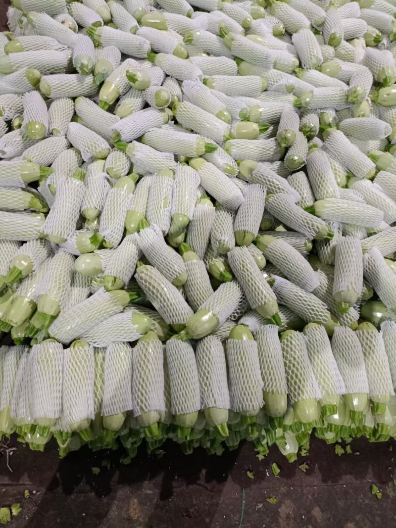 潍坊精品西葫芦大量上市，质量好，价格低。