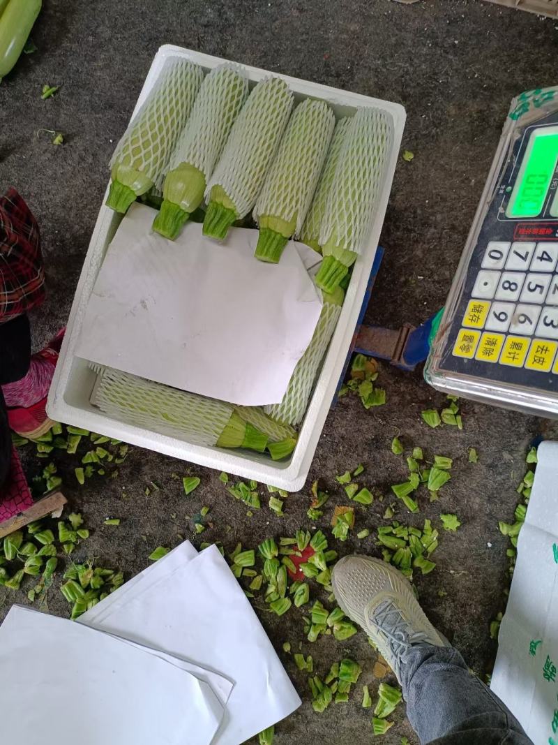 潍坊精品西葫芦大量上市，质量好，价格低。