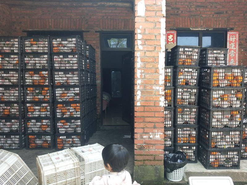 蒲江县耙耙柑高次果，产地直发，味道甜，细皮，大果