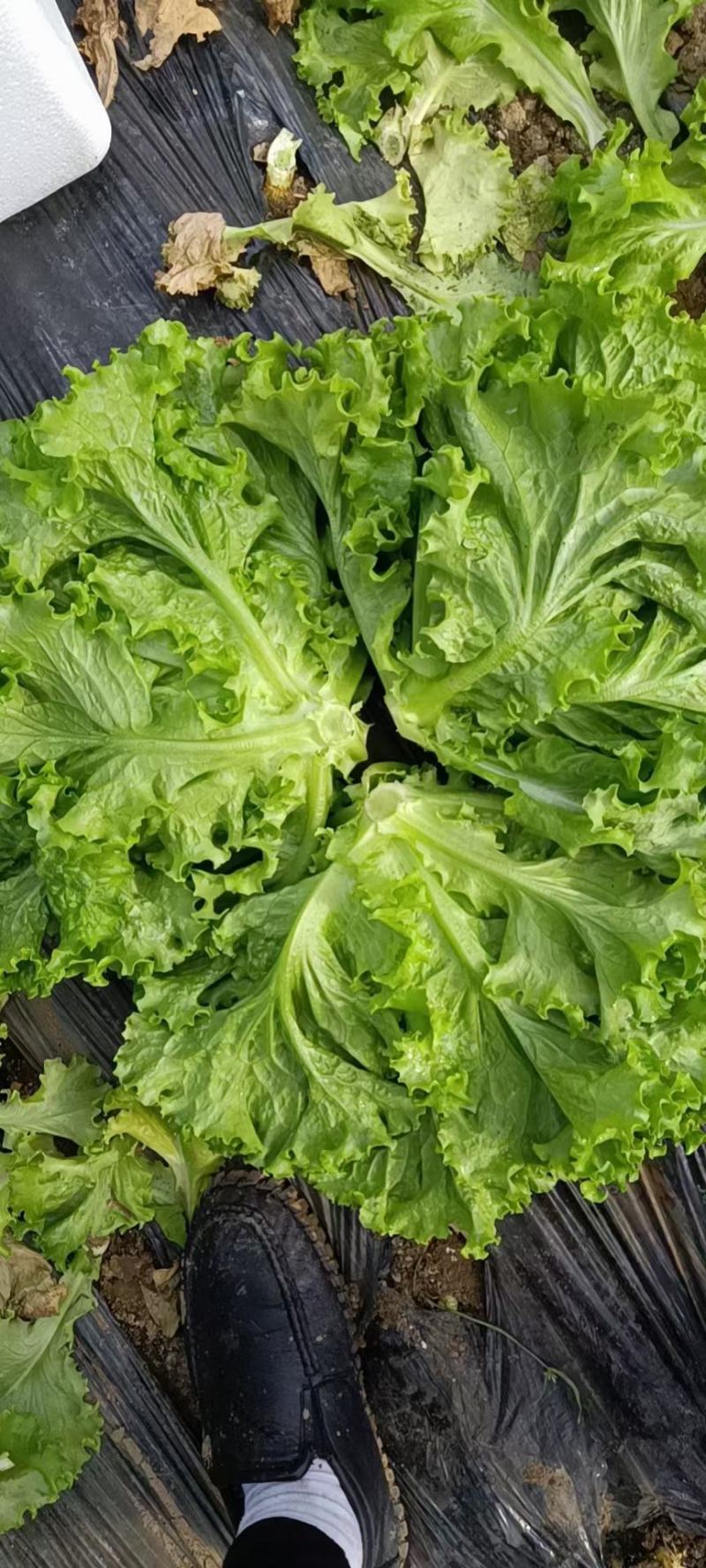 唐山精品绿叶小生菜，颗行好