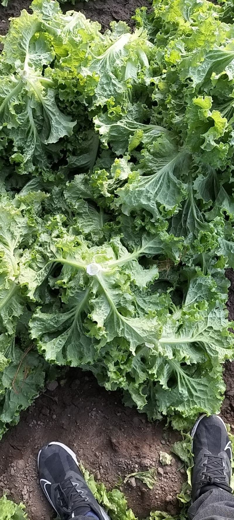 唐山精品绿叶小生菜，颗行好