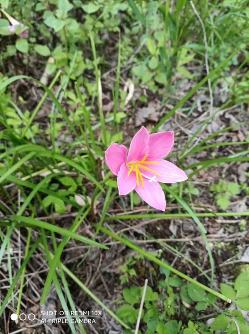 水仙花球