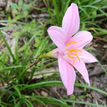 水仙花球