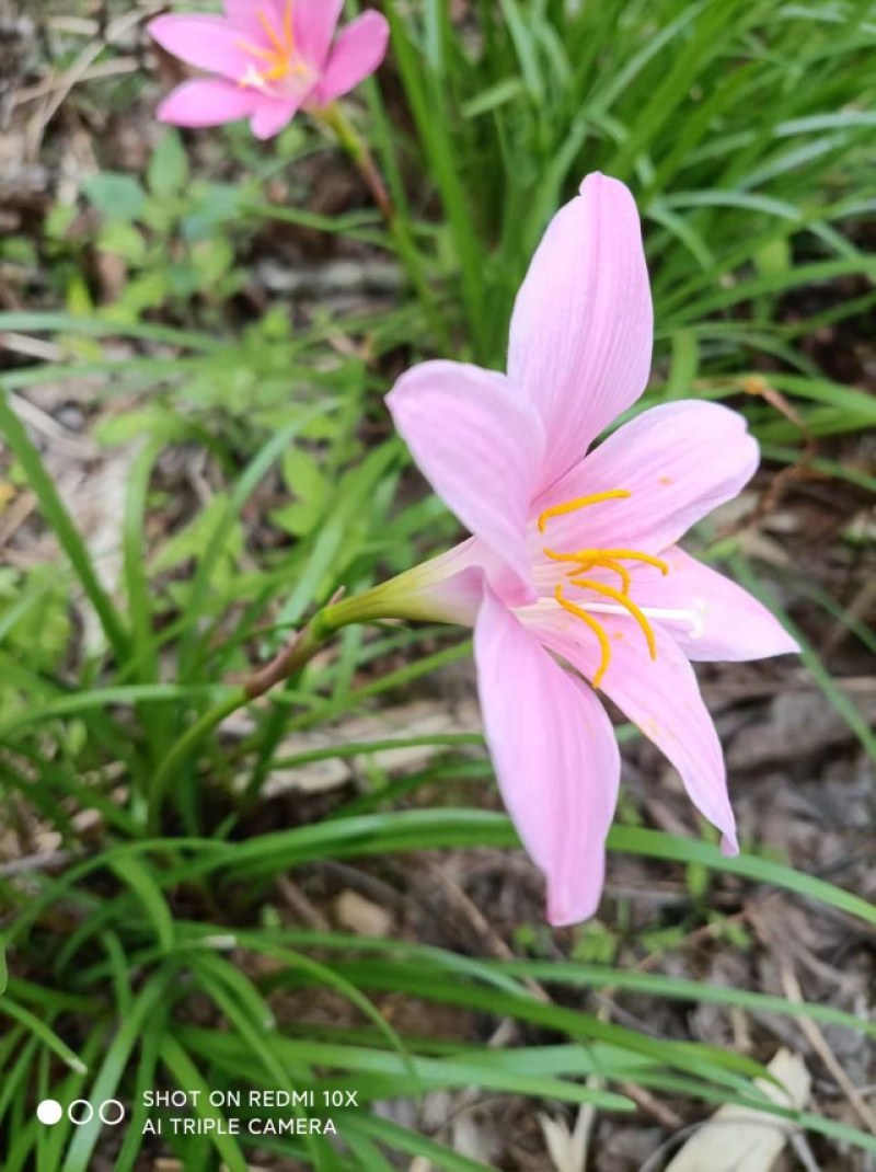 水仙花球
