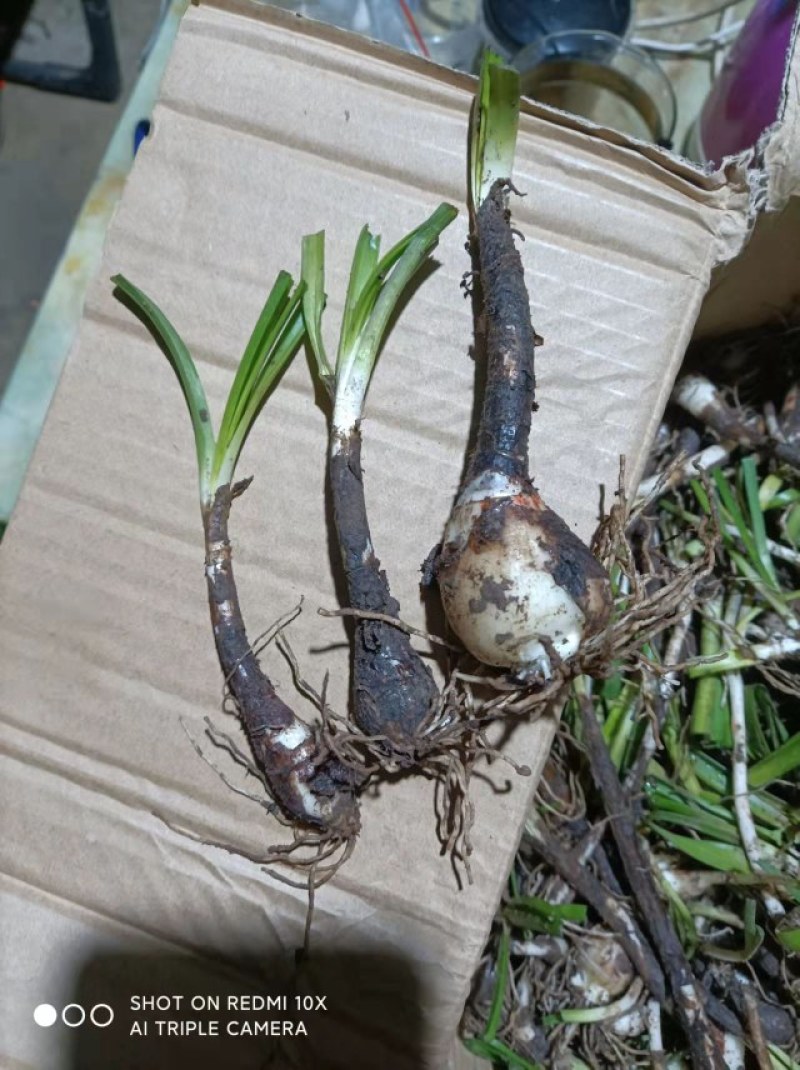 水仙花球